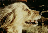 shila1.jpg