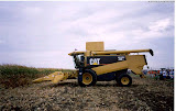 CatLexion480R_3.jpg