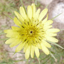 Goat's Beard
