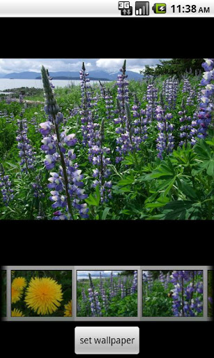 Alaska's Wild Flowers Pro