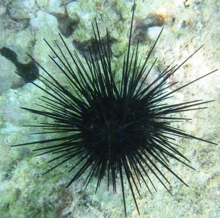 [sea urchin[8].jpg]