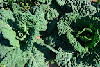 Cabbage
