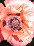 poppy.jpg