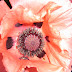 poppy.jpg