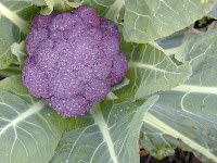 Purple Cauliflower.JPG