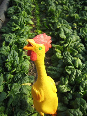 Blue moon farm chicken guarding the spinach Blue moon farm chicken guarding the spinach