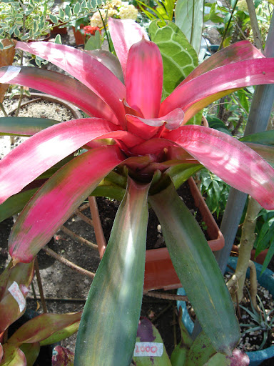 fleur-(169).jpg
