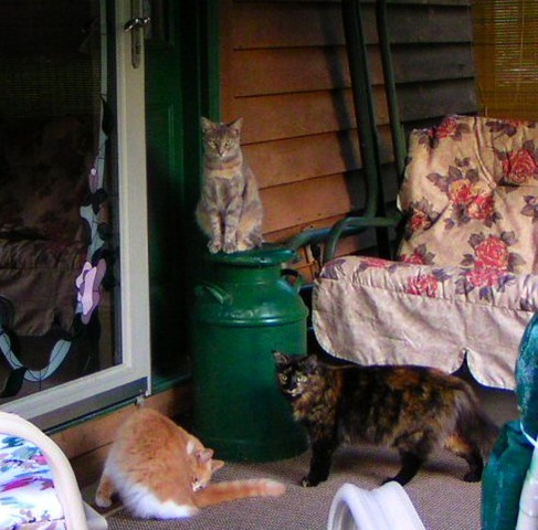 [Cats on the porch[6].jpg]