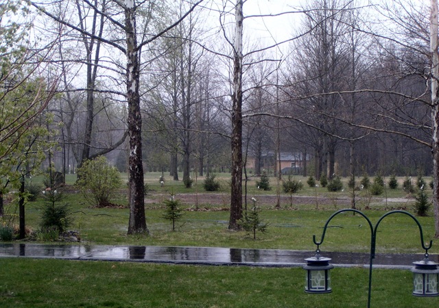 [New Garden Patch[7].jpg]