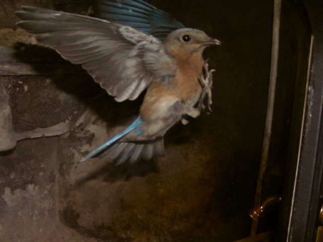 [Blue Bird Visit[6].jpg]