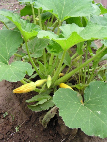 [squash[4].jpg]