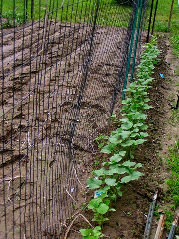 [Cucumber fence[4].jpg]