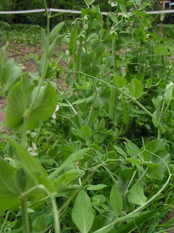 [peas[3].jpg]