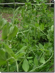 peas