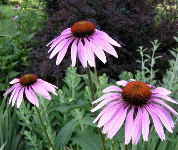 [Purple Cone Flower[6].jpg]