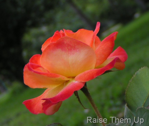 [my rose[12].jpg]