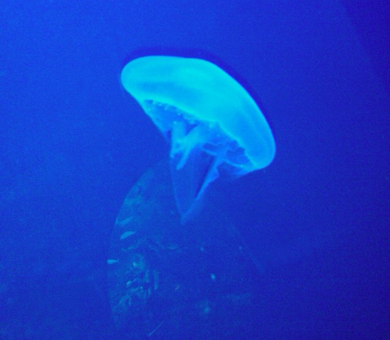 [jellyfish[3].jpg]