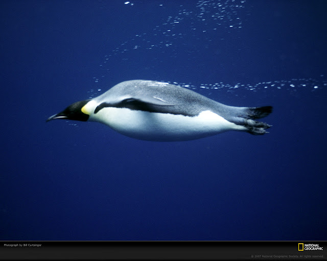 emporer-penguin-swim-976674-xl.jpg