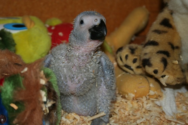 [African Grey Chick with full crop[2].jpg]