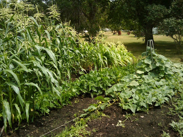 Veggie Garden, 2009