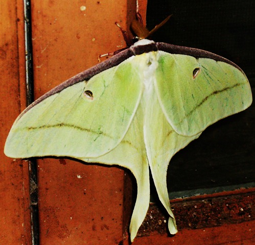 [green moth[2].jpg]