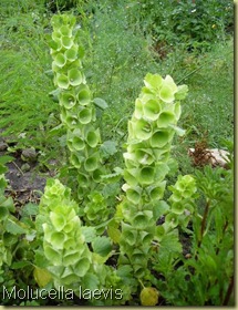 molucella laevis h70 molucella laevis h70