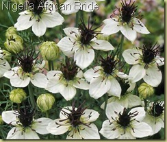 nigella african bride nigella african bride