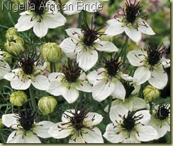 nigella african bride