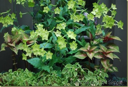 coleus, nicotiana, pilea repens coleus, nicotiana, pilea repens