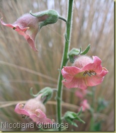 nicotiana_glutinosa h60 nick