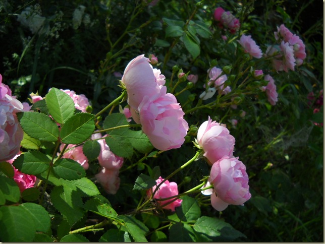 DSCN3429 DSCN3429