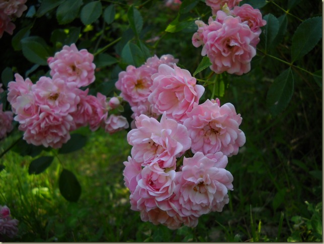 DSCN3423 DSCN3423