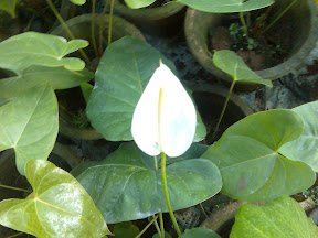 mom%27s%20garden%20%2811%29 Anthurium Plant