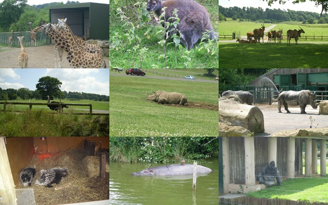 [Animalcollage3.jpg]