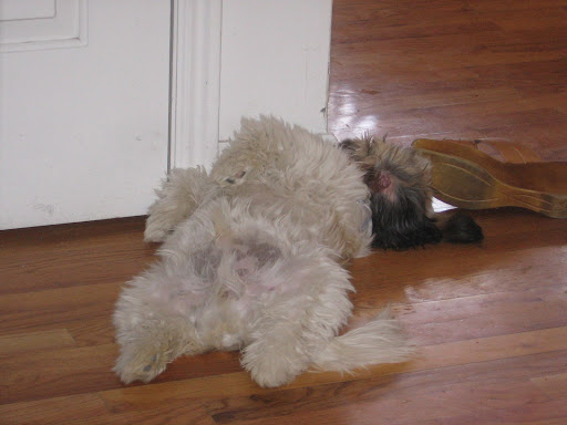 photo - funny puppy pictures
