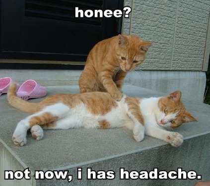 [honee-not-now-i-has-headache[8].jpg]