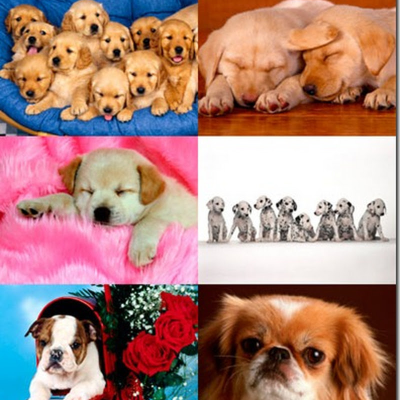 Dogs Wallpapers