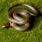 Ringneck Snake