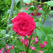 fall at my house 036.JPG