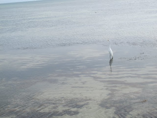 キーウェストへの海