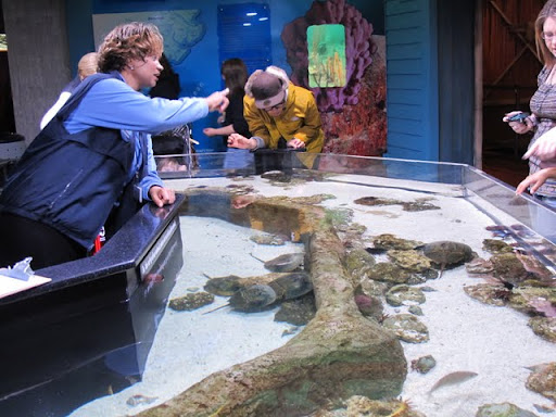 カブトガニとカブトモリ