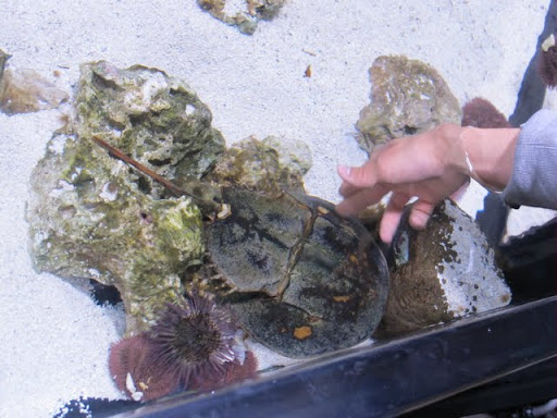 アトランタ水族館