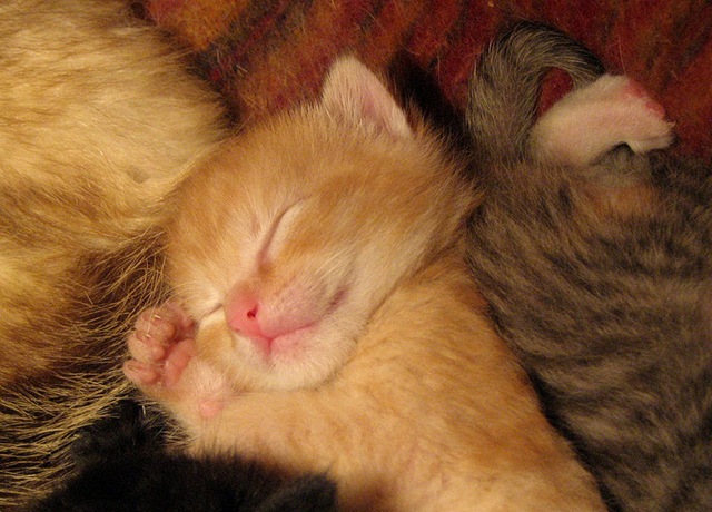 [sleep cat[3].jpg]
