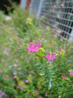 DSC01290