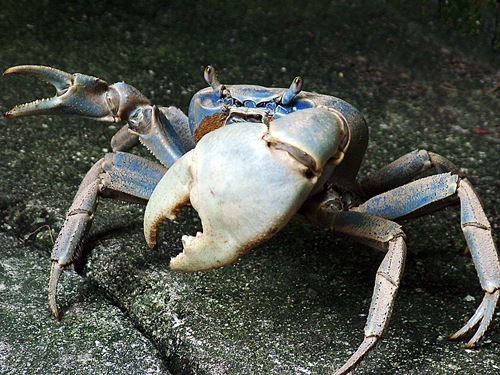 manguebeat-crab