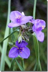 spiderwort