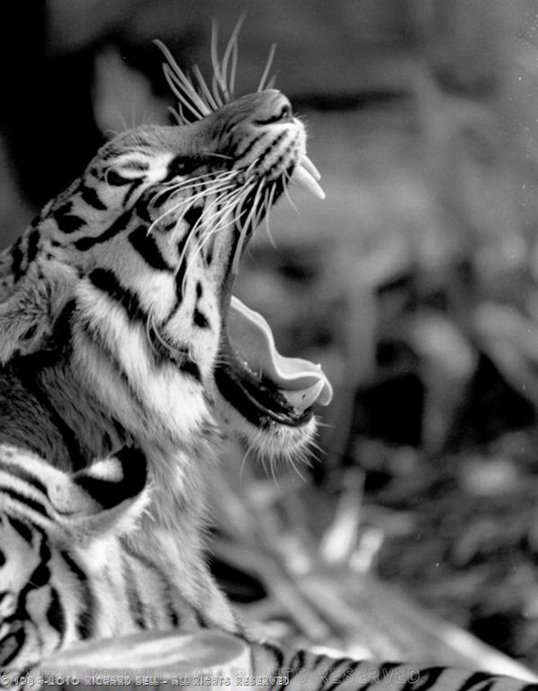 [Tiger-Yawn1[13].jpg]