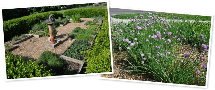 View chives, herbs