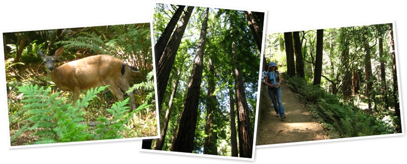 View Muir Woods