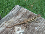 PICT0059.JPG